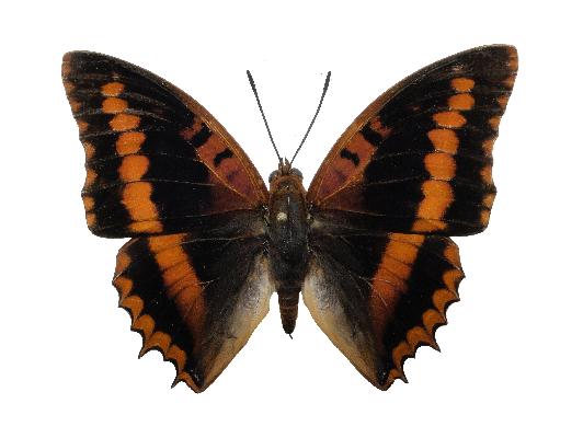 Charaxes lucretius lucretius male UPS